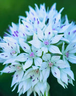 Allium 'Graceful Beauty' - Harding & Bloom