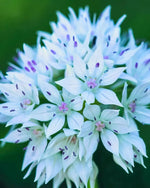Allium 'Graceful Beauty' - Harding & Bloom