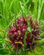 Allium 'Hair' - Harding & Bloom