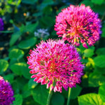 Allium 'Ostara' - Harding & Bloom
