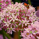 Allium 'Pink Jewel' - Harding & Bloom