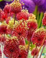 Allium 'Red Mohican' - Harding & Bloom