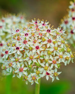 Allium 'Silver Spring' - Harding & Bloom