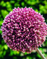 Allium 'Summer Drummer' - Harding & Bloom