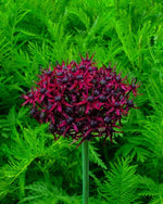 Allium 'atropurpureum' - Harding & Bloom