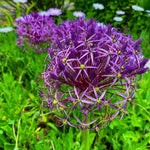 Allium 'christophii' (Star of Persia) - Harding & Bloom
