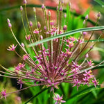 Allium 'schubertii' - Harding & Bloom