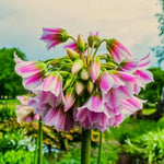 Allium 'tripedale' - Harding & Bloom