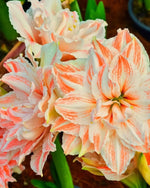 Amaryllis 'Dancing Queen' - Harding & Bloom
