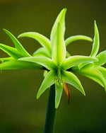 Amaryllis 'Evergreen' - Harding & Bloom
