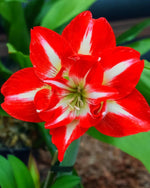 Amaryllis 'Minerva' - Harding & Bloom