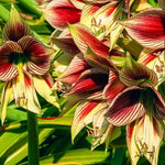 Amaryllis 'Papilio' - Harding & Bloom