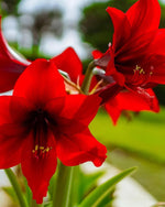 Amaryllis 'Red Lion' - Harding & Bloom