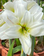 Amaryllis 'White Amadeus' - Harding & Bloom