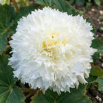 Begonia 'Fimbriata White' – begonia tubers, main product photo (Harding & Bloom)