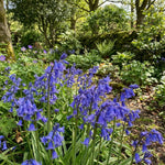English Bluebells 'In the Green' (Hyacinthoides non - scripta) - Harding & Bloom