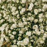 Baby's Breath 'Paniculata' (Gypsophila) - Harding & Bloom