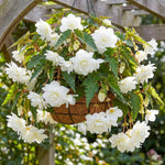 Begonia 'Pendula White' (Double) – begonia tubers, main product photo (Harding & Bloom)