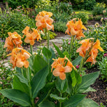 Canna 'Apricot Frost' (Canna lily) – lily bulbs, main product photo (Harding & Bloom)