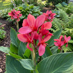 Canna 'Crimson Beauty' (Canna lily) – lily bulbs, main product photo (Harding & Bloom)