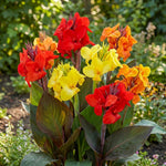Canna 'Mixed Colours' (Canna lily) – lily bulbs, main product photo (Harding & Bloom)