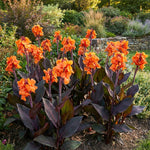 Canna 'Panache Black' (Canna lily) – lily bulbs, main product photo (Harding & Bloom)