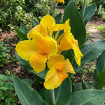 Canna 'Tropical Yellow' (Canna lily) – lily bulbs, product photo 2 (Harding & Bloom)