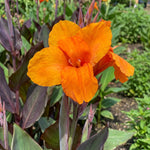 Canna 'Wyoming' (Canna lily) – lily bulbs, main product photo (Harding & Bloom)