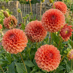 Dahlia 'Cornel Brons' - Harding & Bloom