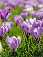 Crocus 'Pickwick' - Harding & Bloom