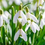 Common Snowdrop 'nivalis' - Harding & Bloom