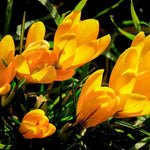 Crocus 'Golden Yellow' - Harding & Bloom