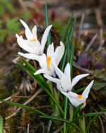 Crocus 'Jeanne d'Arc' - Harding & Bloom