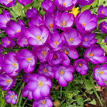 Crocus 'Ruby Giant' - Harding & Bloom