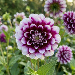 Dahlia 'Edinburgh' (Decorative) - Harding & Bloom