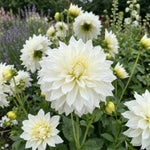 Dahlia 'Fleurel' (Dinnerplate) - Harding & Bloom
