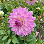 Dahlia 'Lake Michigan' (Decorative) - Harding & Bloom