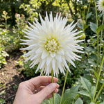 Dahlia 'My Love' (Cactus) - Harding & Bloom