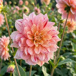 Dahlia 'Nonette' (Decorative) - Harding & Bloom