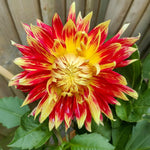 Dahlia 'Akita' – dahlia tubers, main product photo (Harding & Bloom)