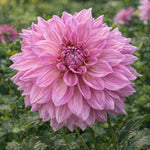 Dahlia 'Almand’s Joy' – dahlia tubers, main product photo (Harding & Bloom)