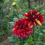 Dahlia 'Bohemian Spartacus' – dahlia tubers, main product photo (Harding & Bloom)