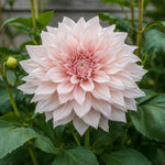Dahlia 'Café au Lait' – dahlia tubers, product photo 2 (Harding & Bloom)