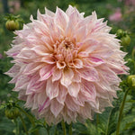 Dahlia 'Café au Lait Twist' – dahlia tubers, main product photo (Harding & Bloom)