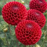 Dahlia 'Cornel' – dahlia tubers, main product photo (Harding & Bloom)