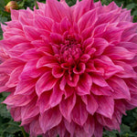 Dahlia 'Emory Paul' – dahlia tubers, main product photo (Harding & Bloom)