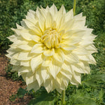 Dahlia 'La Luna' – dahlia tubers, main product photo (Harding & Bloom)