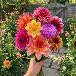 Dahlia 'Picking Garden Mix' – dahlia tubers, main product photo (Harding & Bloom)