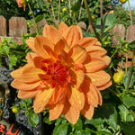 Dahlia 'Rancho' – dahlia tubers, product photo 3 (Harding & Bloom)