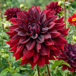 Dahlia 'Rip City' – dahlia tubers, main product photo (Harding & Bloom)
